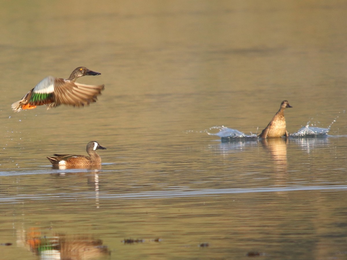Blue-winged Teal - ML380584861