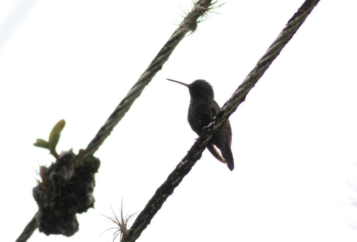 Copper-rumped Hummingbird - ML38058551