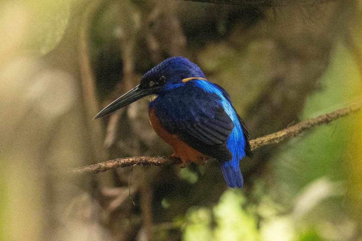 Shining-blue Kingfisher - ML380588841