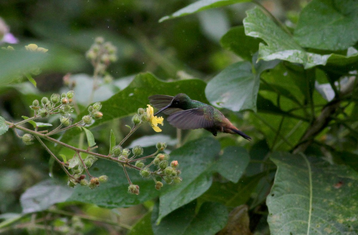 Copper-rumped Hummingbird - Jay McGowan
