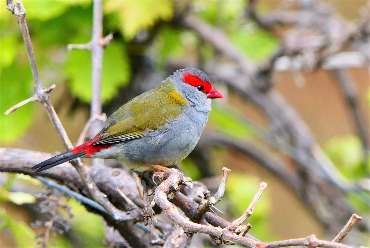 Red-browed Firetail - ML380590191