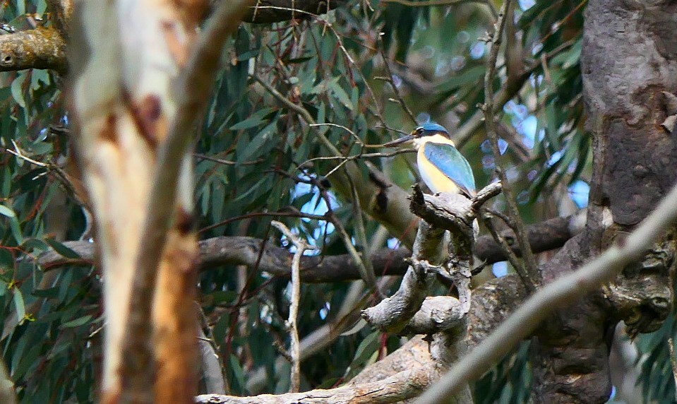 Sacred Kingfisher (Australasian) - ML380591481
