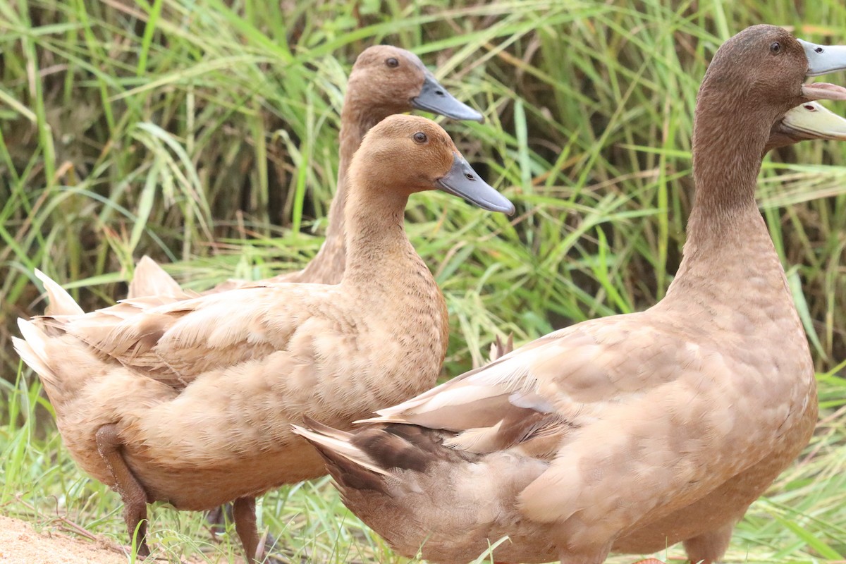 Fulvous Whistling-Duck - ML380592321