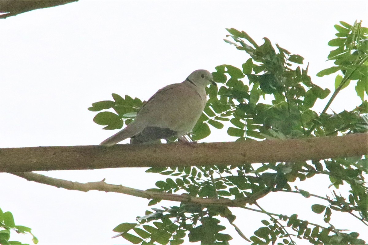 Eurasian Collared-Dove - ML380592411