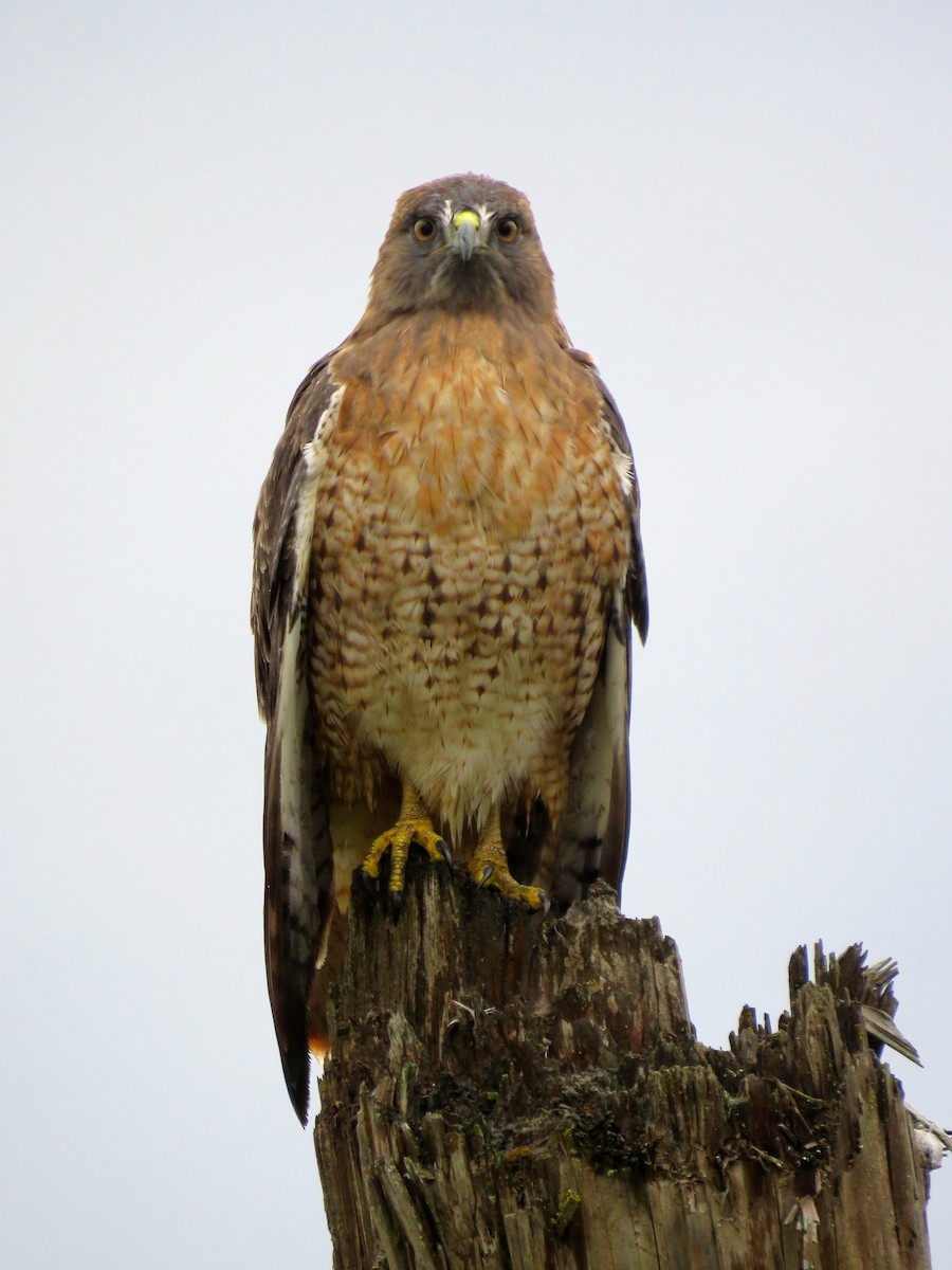 Red-tailed Hawk - ML380595341