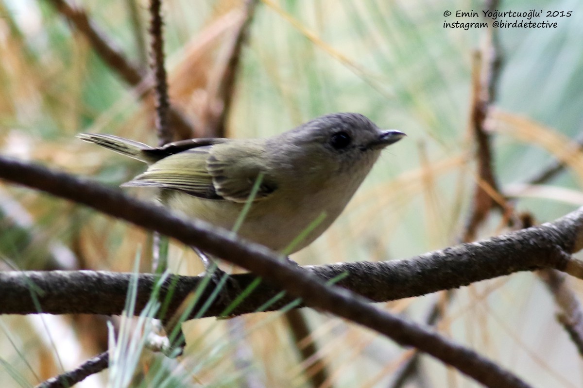 Green Shrike-Babbler (Black-crowned) - ML380596891