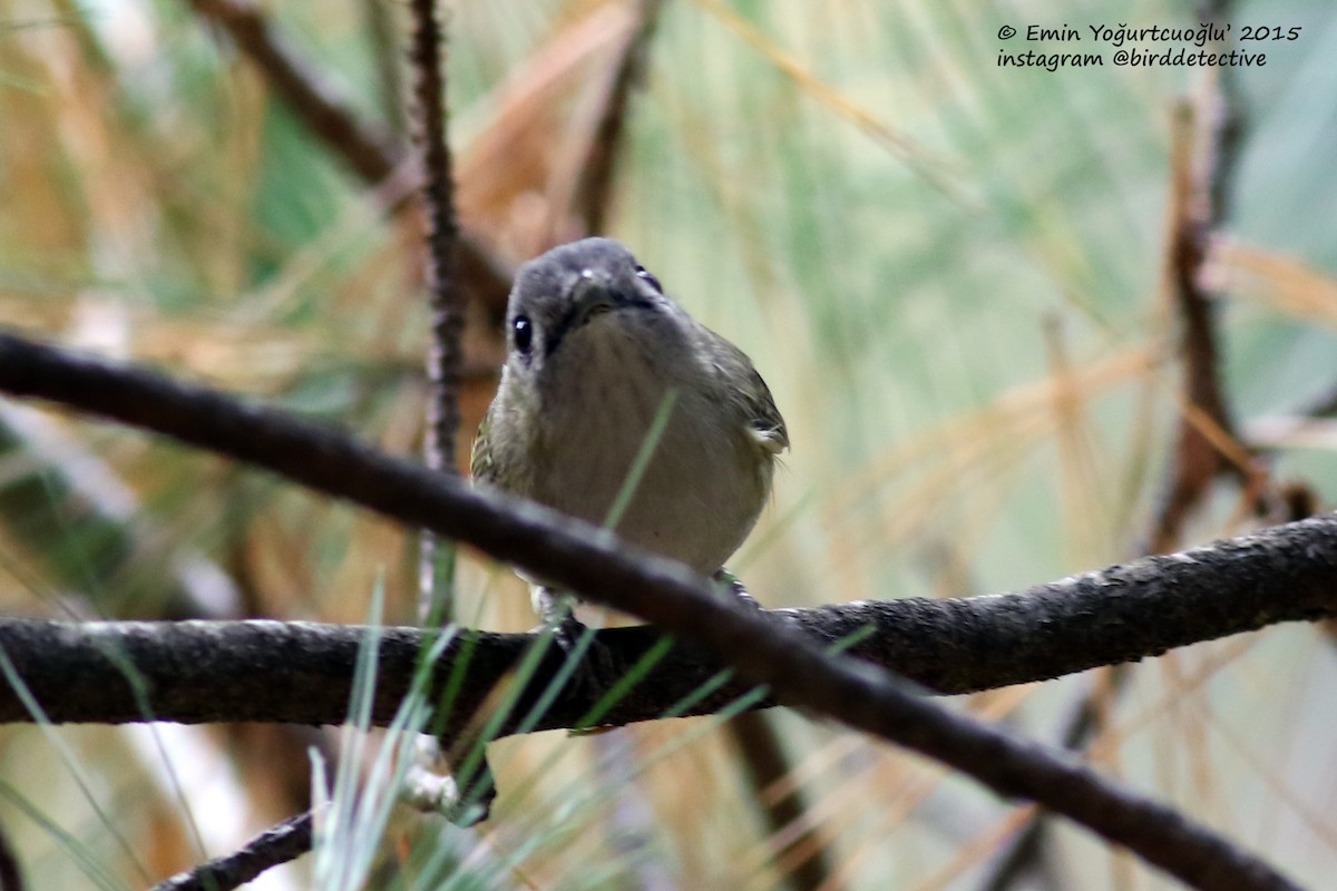 Green Shrike-Babbler (Black-crowned) - ML380596901