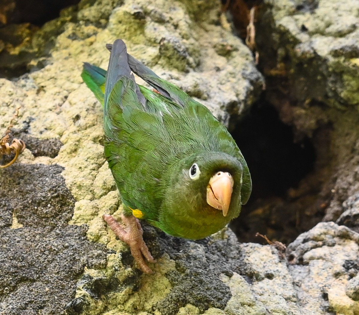 Golden-winged Parakeet - Simon van der Meulen
