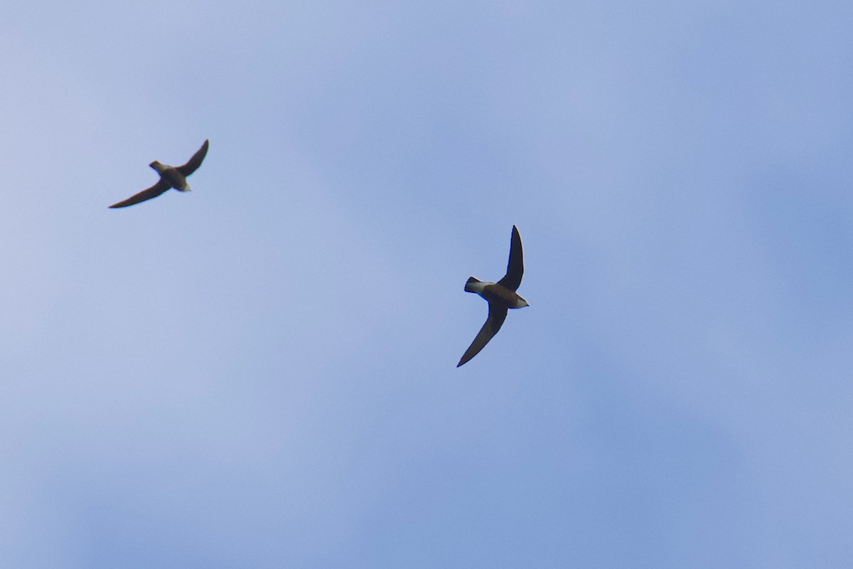 White-throated Needletail - Yung-Kuan Lee