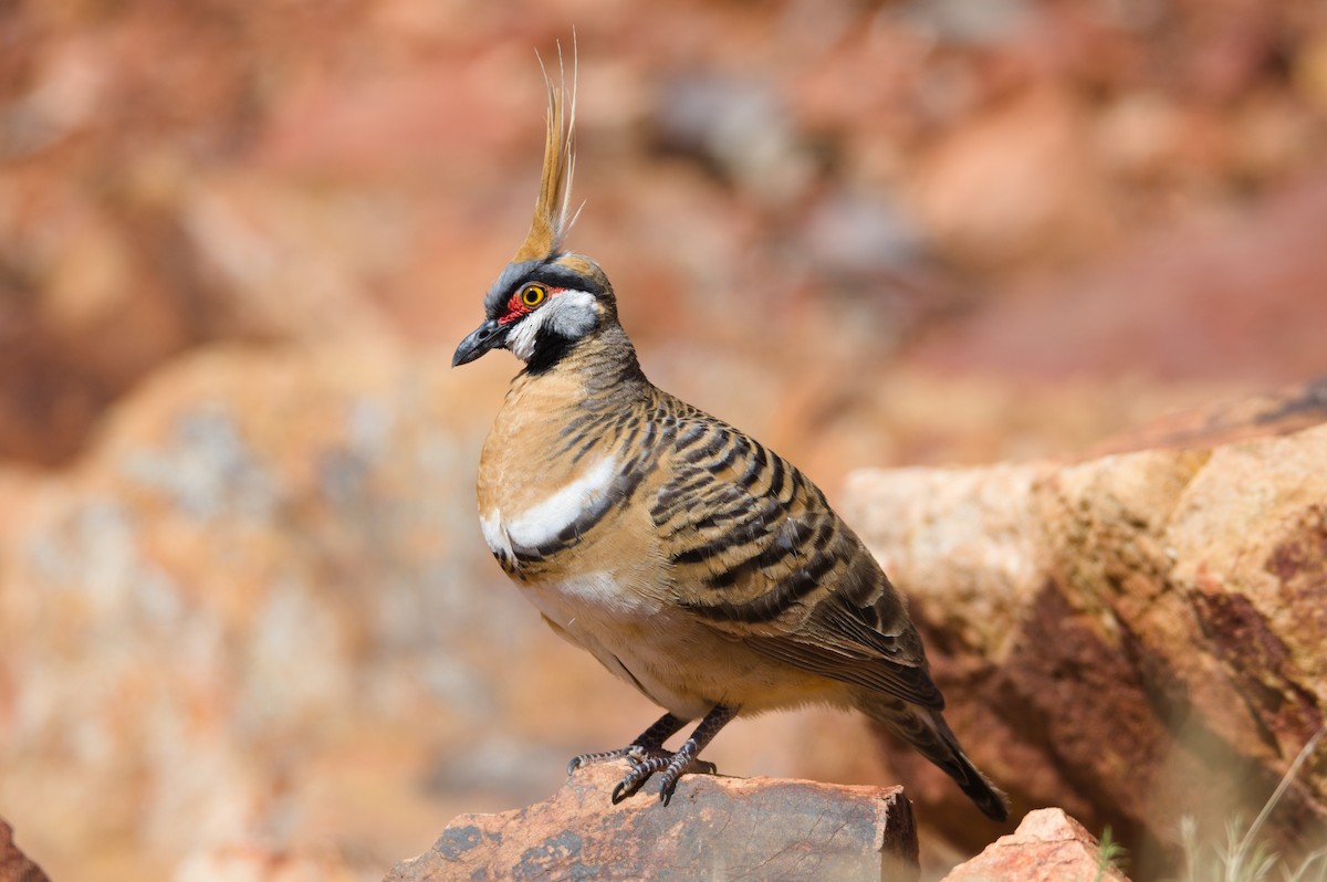 Spinifex Pigeon - ML380601451