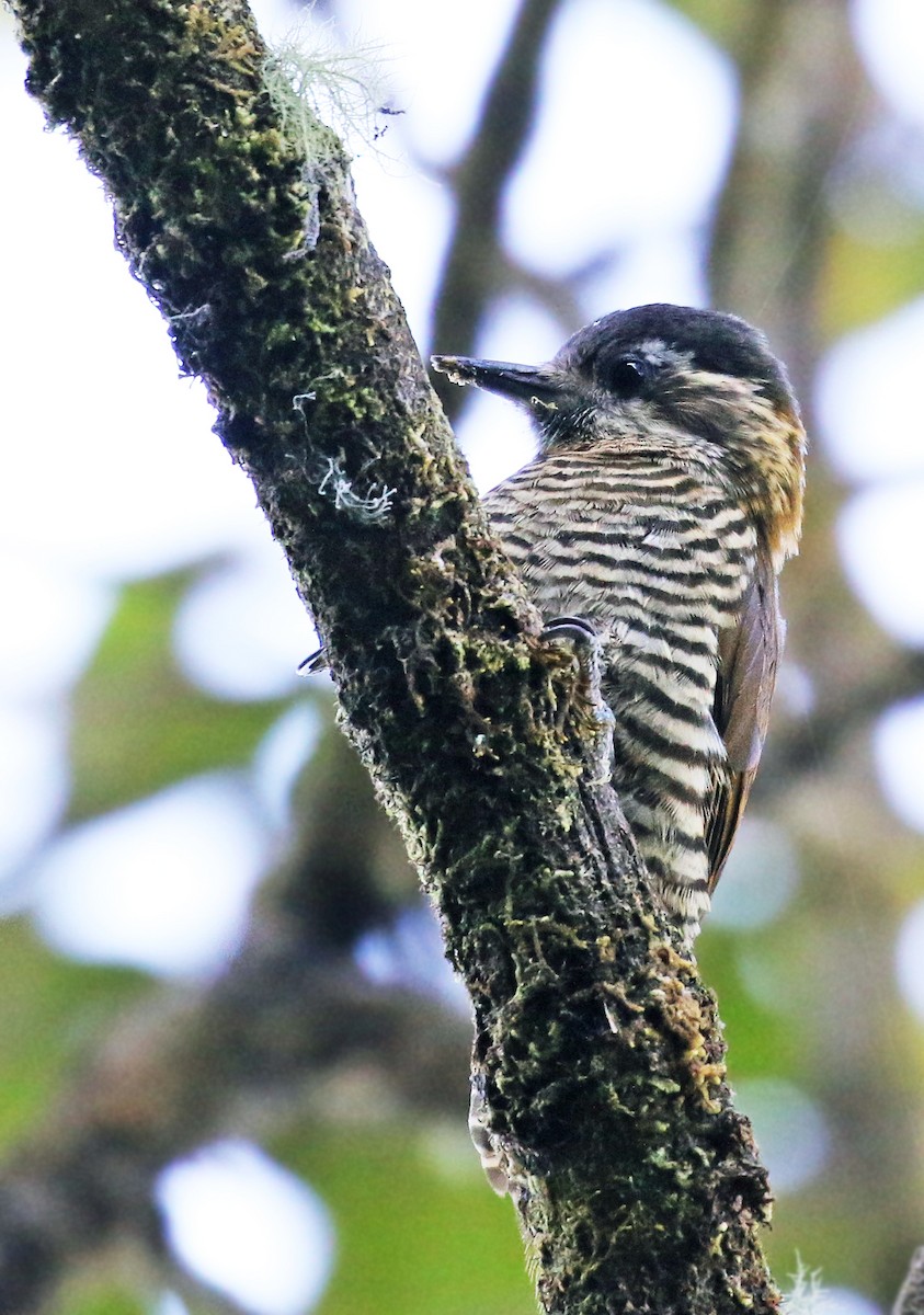 Bar-bellied Woodpecker - ML38060321