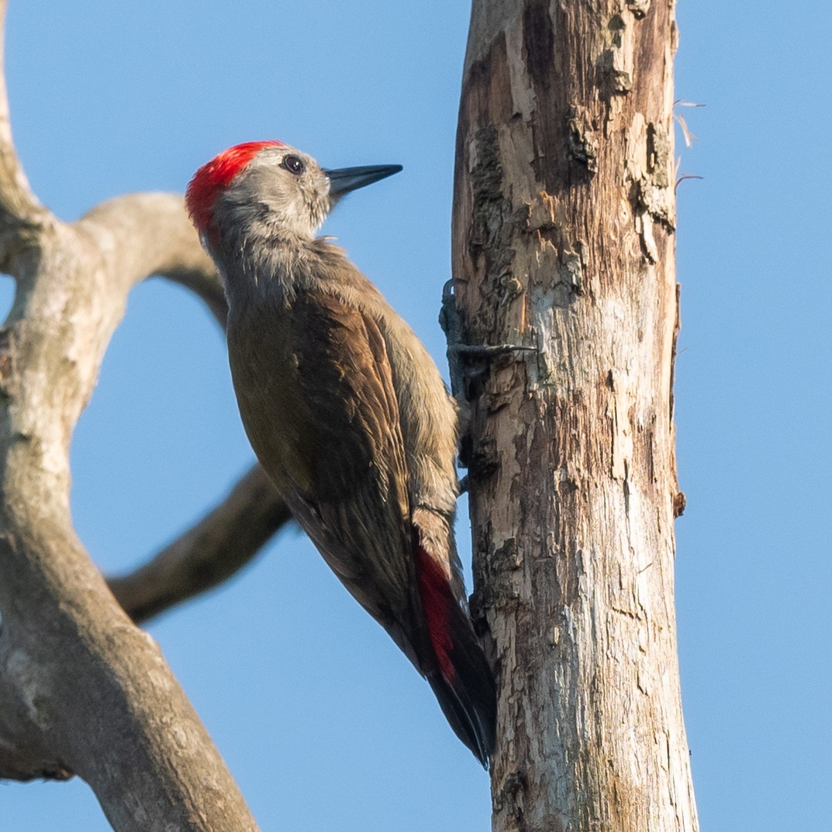 African Gray Woodpecker - ML380604801