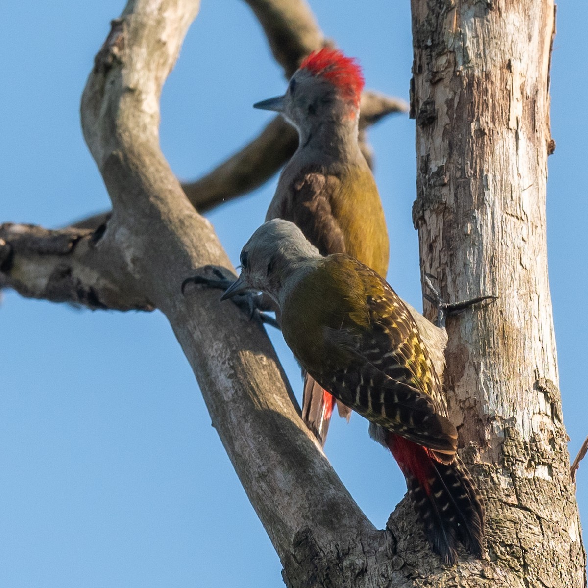 African Gray Woodpecker - ML380604891