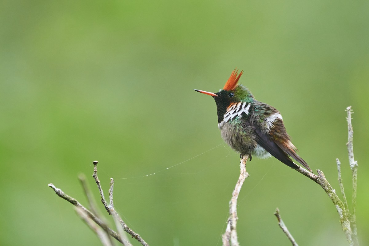 Frilled Coquette - ML380611091