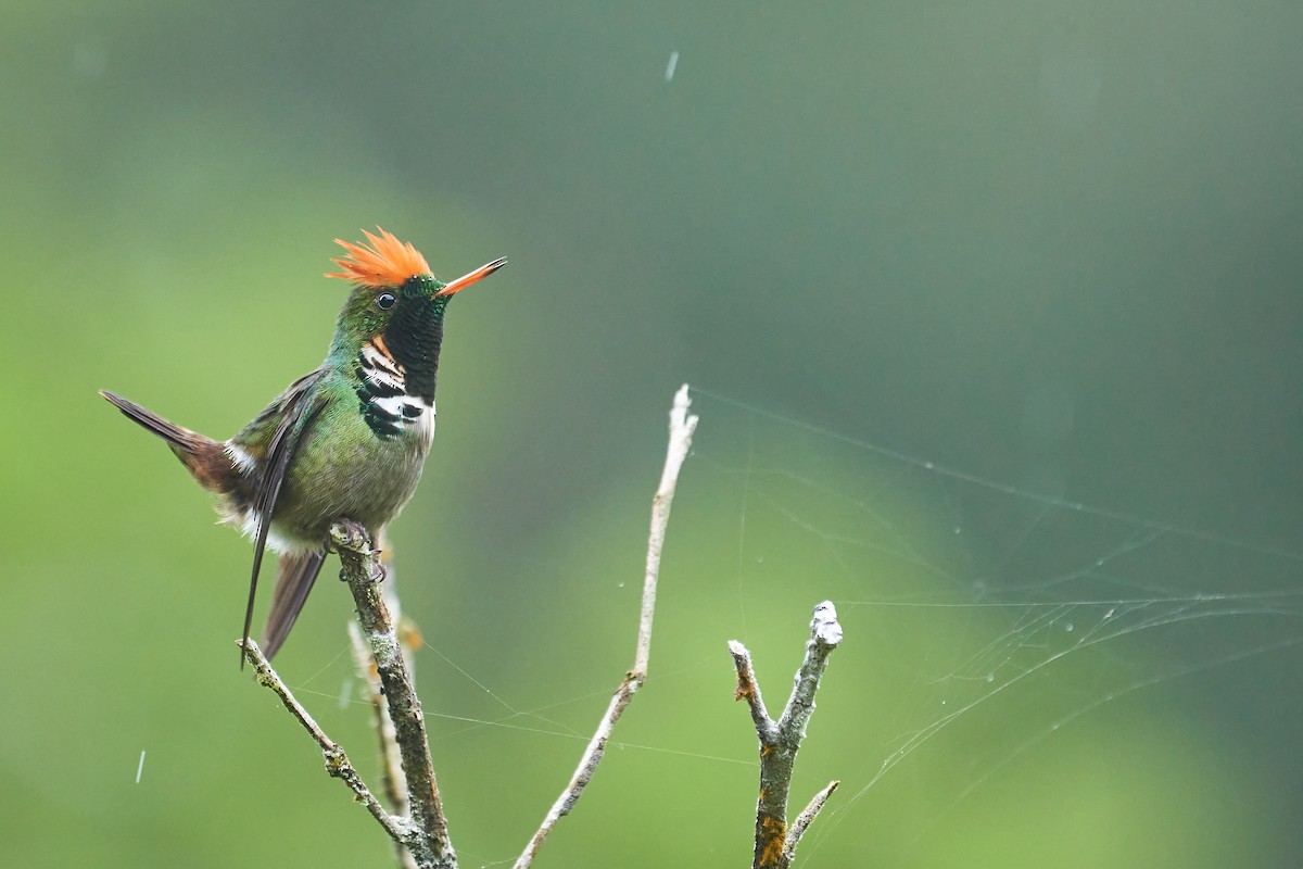 Frilled Coquette - ML380611101