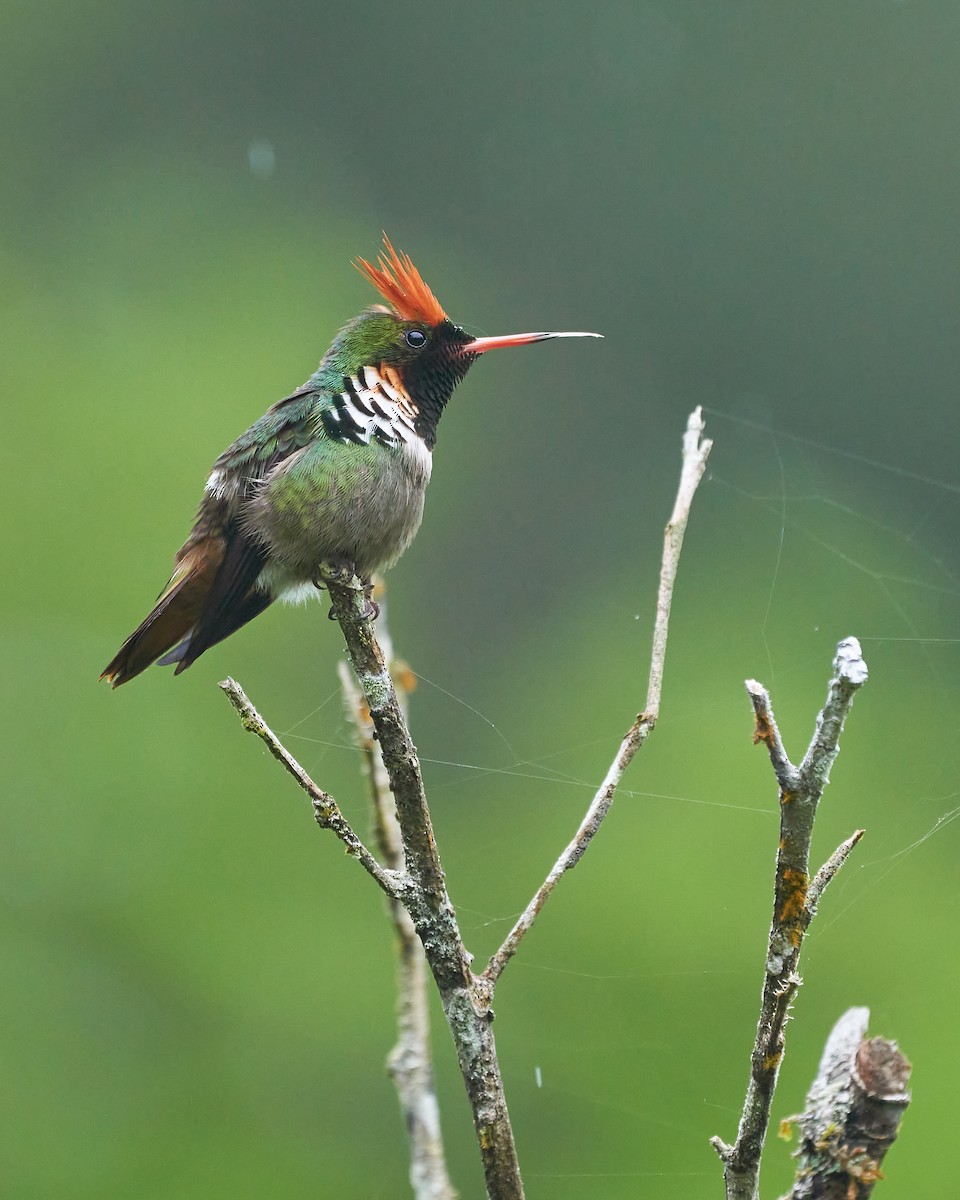 Frilled Coquette - ML380611111