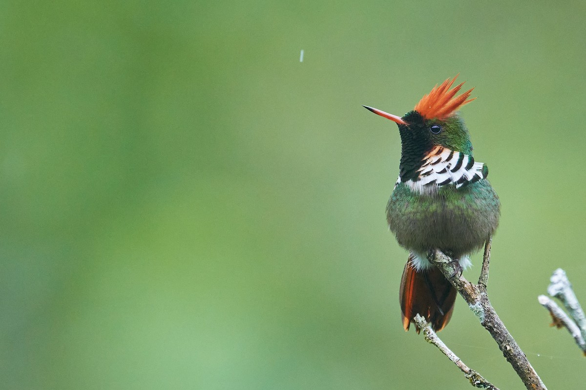 Frilled Coquette - ML380611171