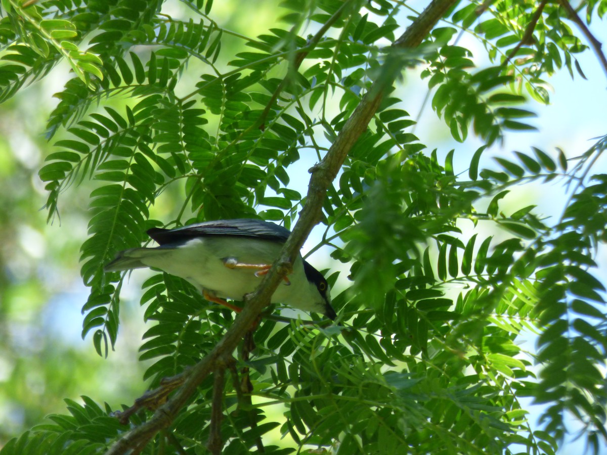 Hooded Tanager - ML38061121