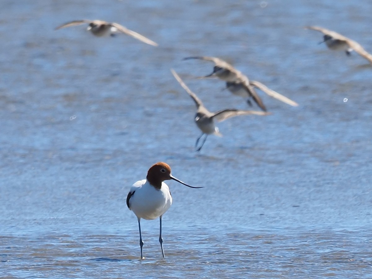 Red-necked Avocet - Len and Chris Ezzy