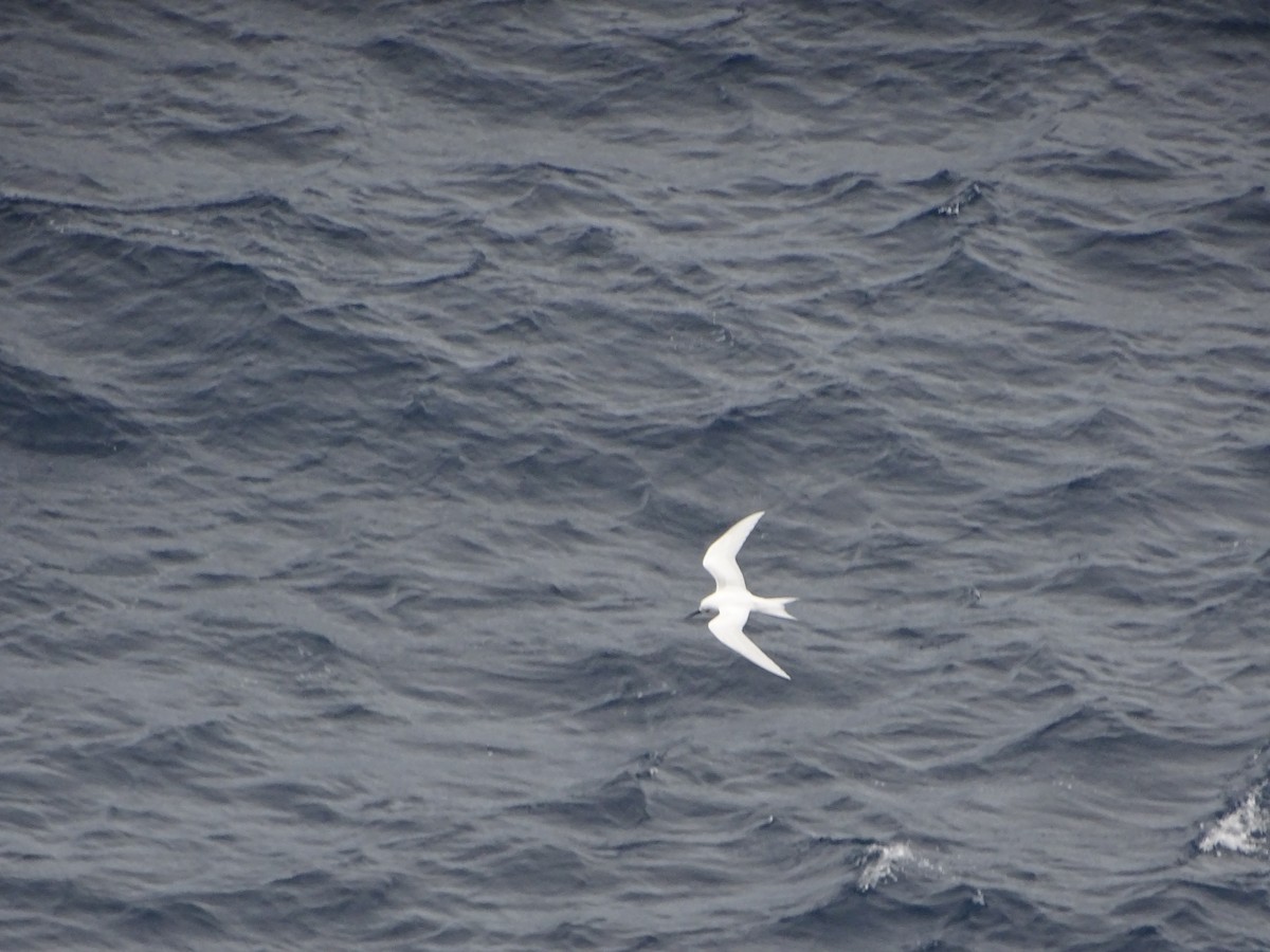 White Tern - ML380616301