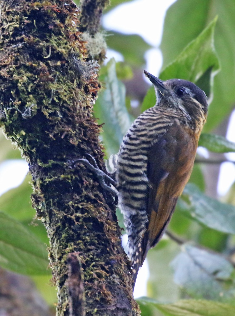 Bar-bellied Woodpecker - ML38061931