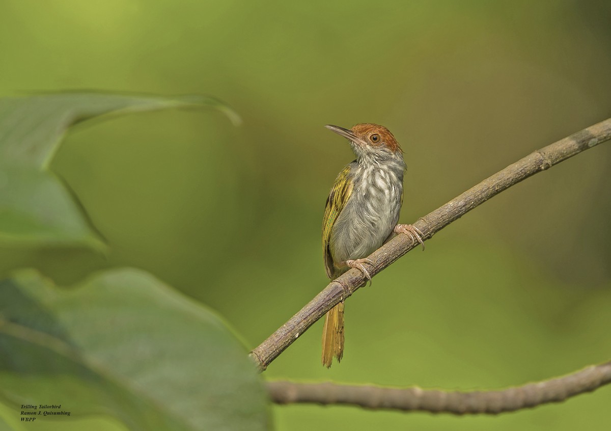 Green-backed Tailorbird - Ramon Quisumbing