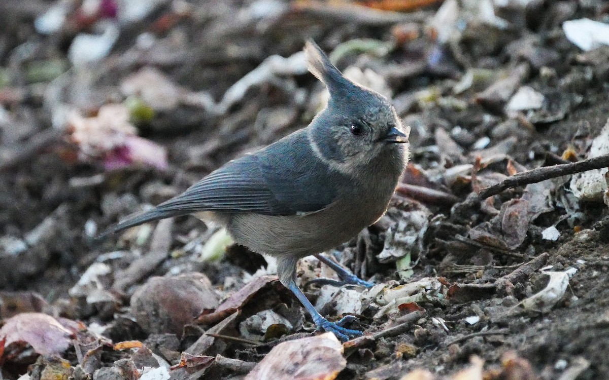 Gray-crested Tit - ML380620391