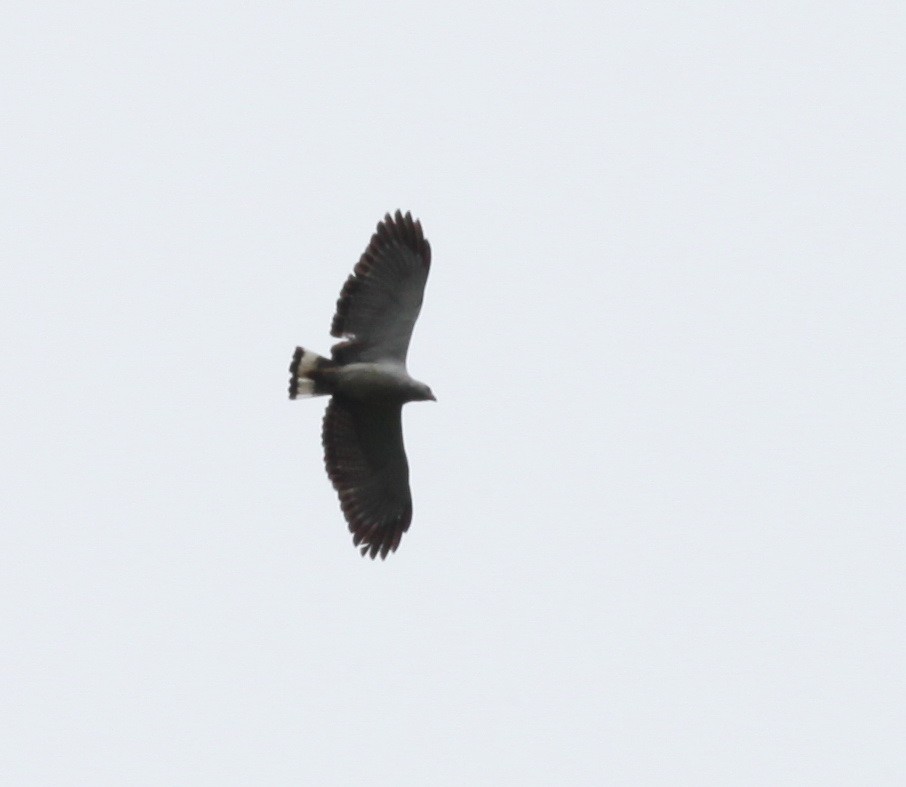 White-necked Hawk - ML38062151