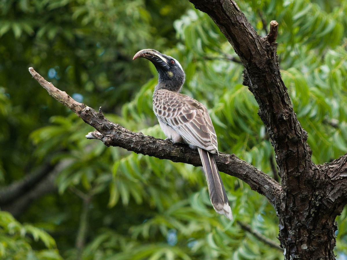 African Gray Hornbill - ML380621821