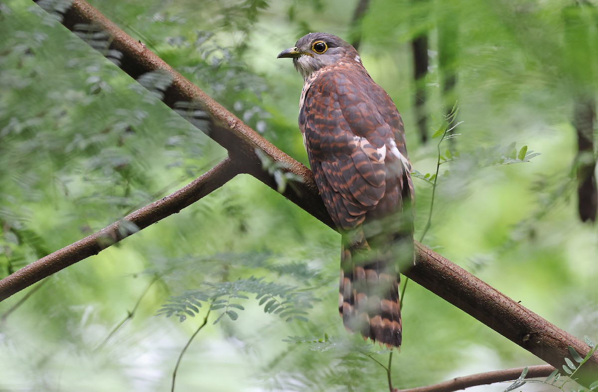 Philippine Hawk-Cuckoo - ML380625071