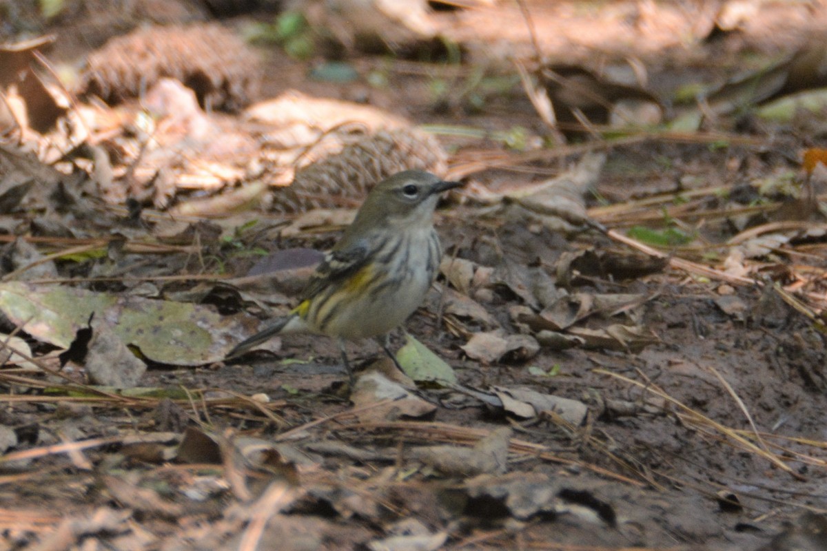 Yellow-rumped Warbler (Myrtle) - ML380631031