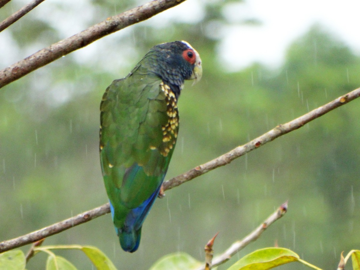 White-crowned Parrot - ML380631821