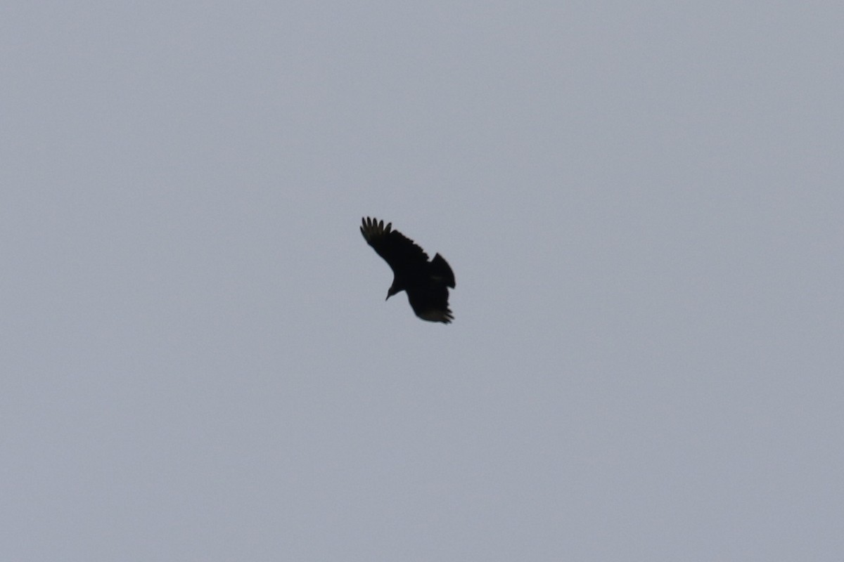 Black Vulture - ML380632321