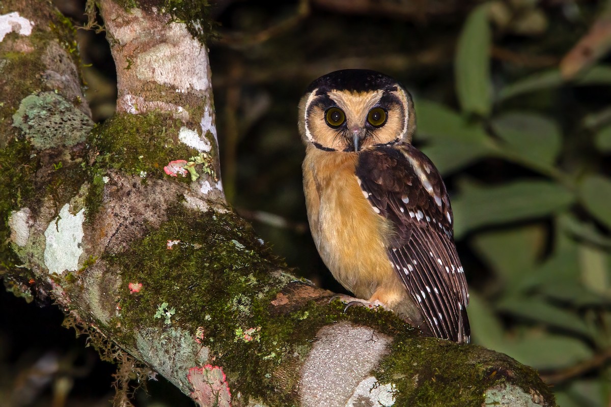 Buff-fronted Owl - ML380632561