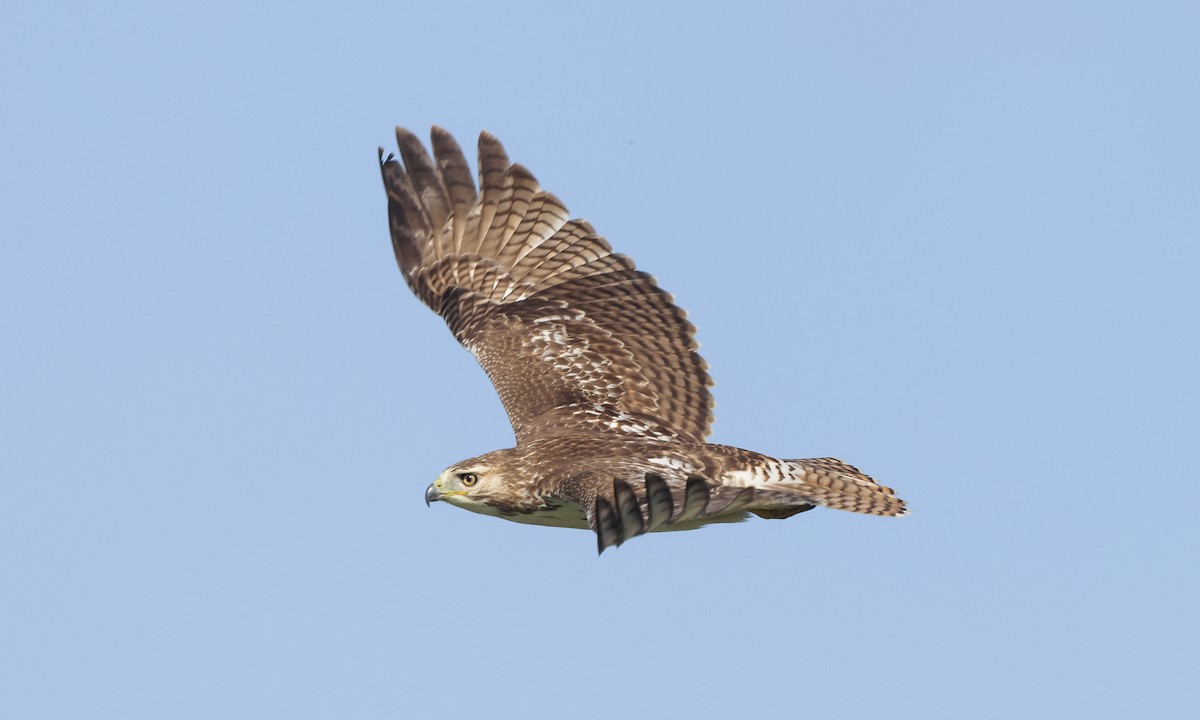 Red-tailed Hawk (borealis) - ML380634601