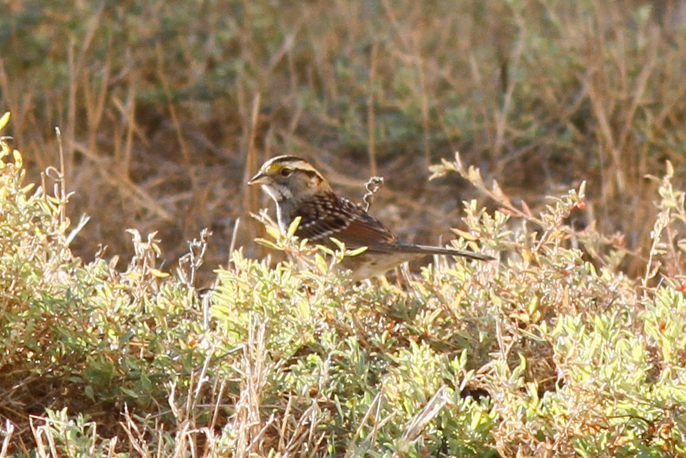 White-throated Sparrow - ML380639751