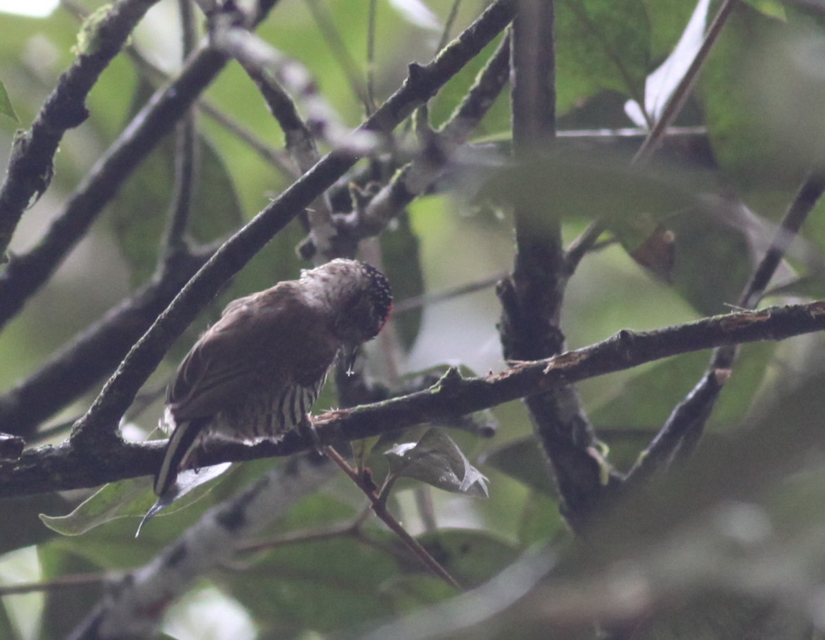 White-barred Piculet - ML38064101
