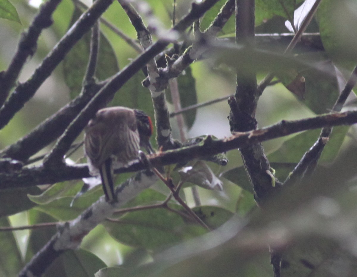 White-barred Piculet - ML38064111