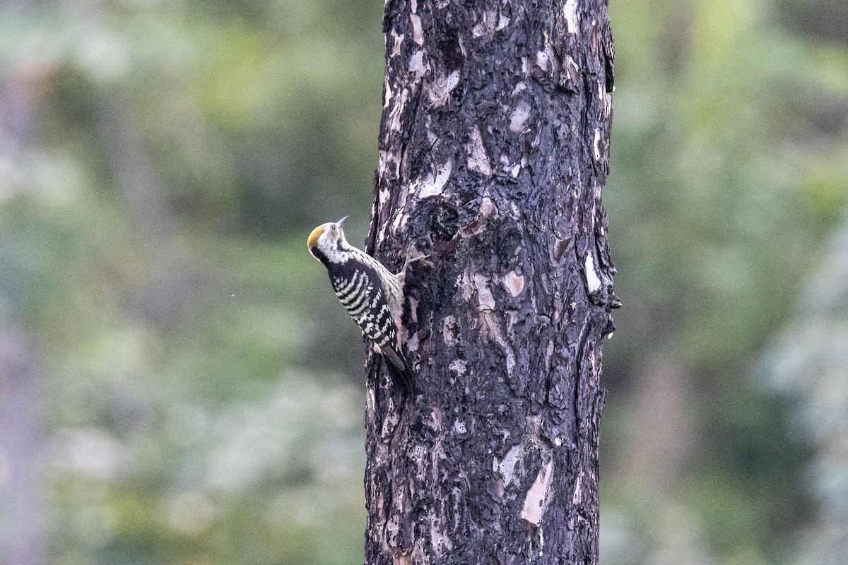 Brown-fronted Woodpecker - ML380642111