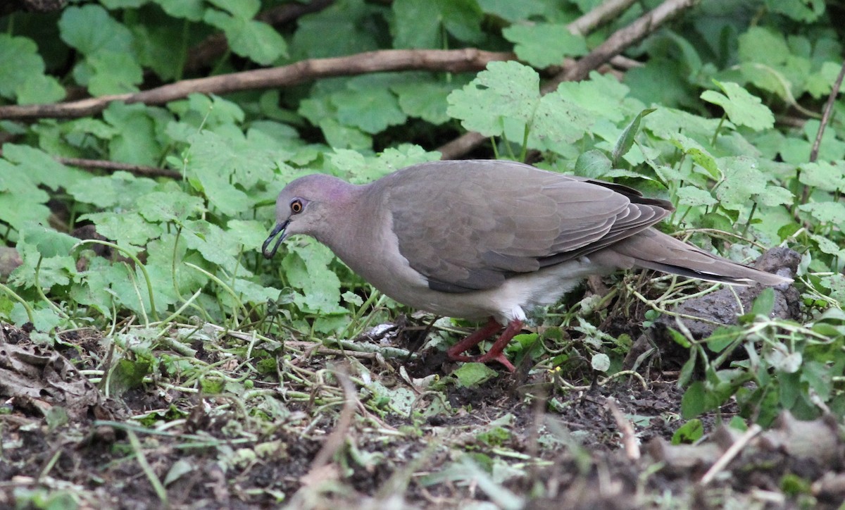 White-tipped Dove - Georges Duriaux