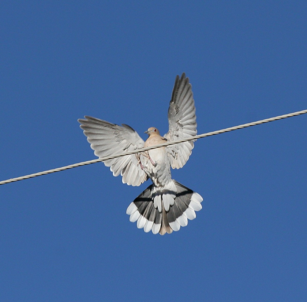 White-winged Dove - ML38064301