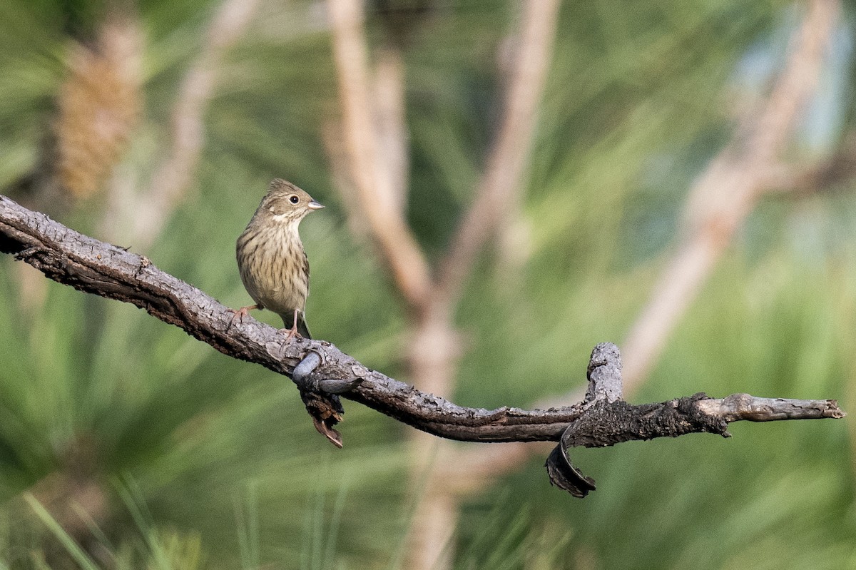 White-capped Bunting - ML380643861