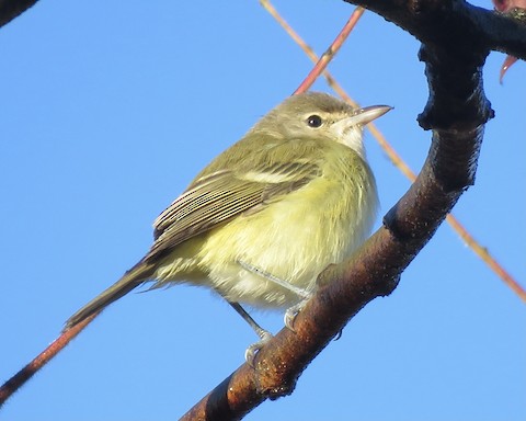 Bell's Vireo - Jim Mead