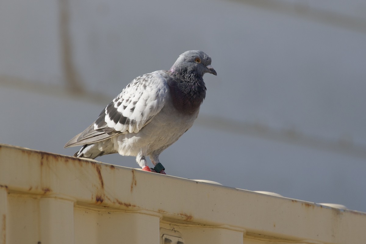 Rock Pigeon (Feral Pigeon) - ML380649961