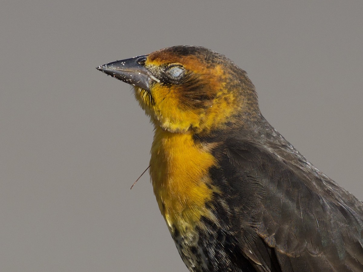 Yellow-headed Blackbird - ML380650041