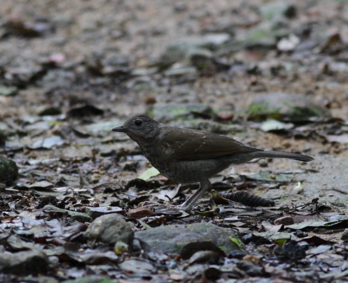 Pale-breasted Thrush - ML38065121