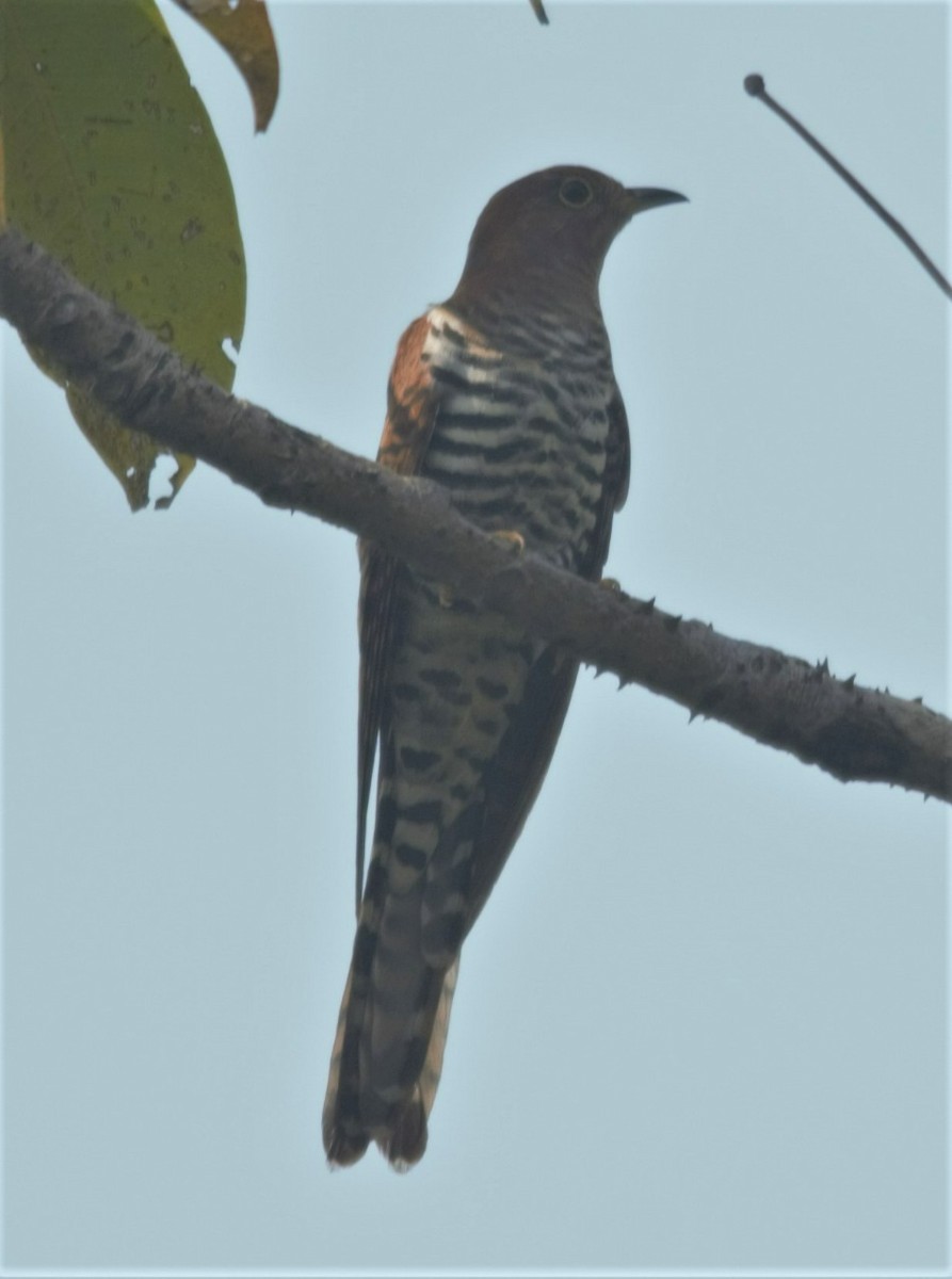 Lesser Cuckoo - Satyam Gupta