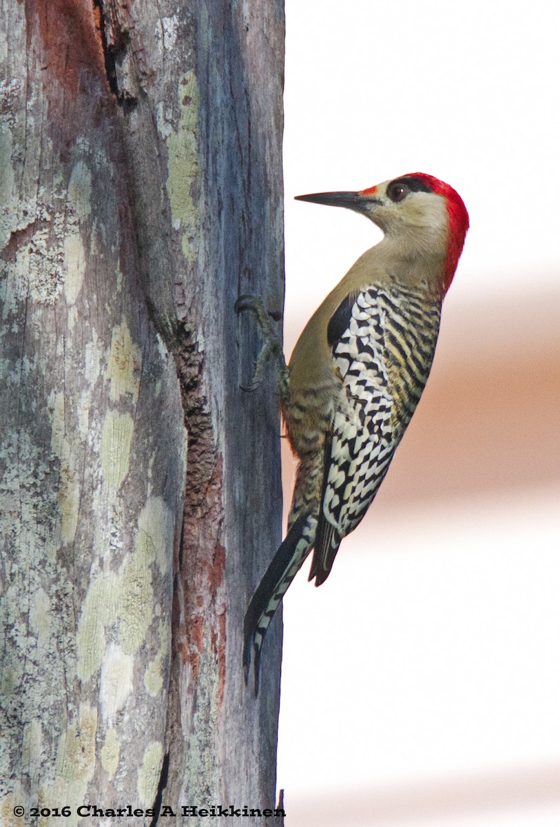 West Indian Woodpecker - Chuck Heikkinen