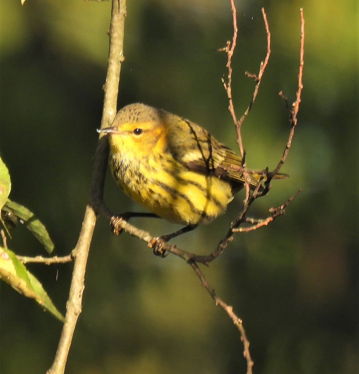 Cape May Warbler - Michelle Forte