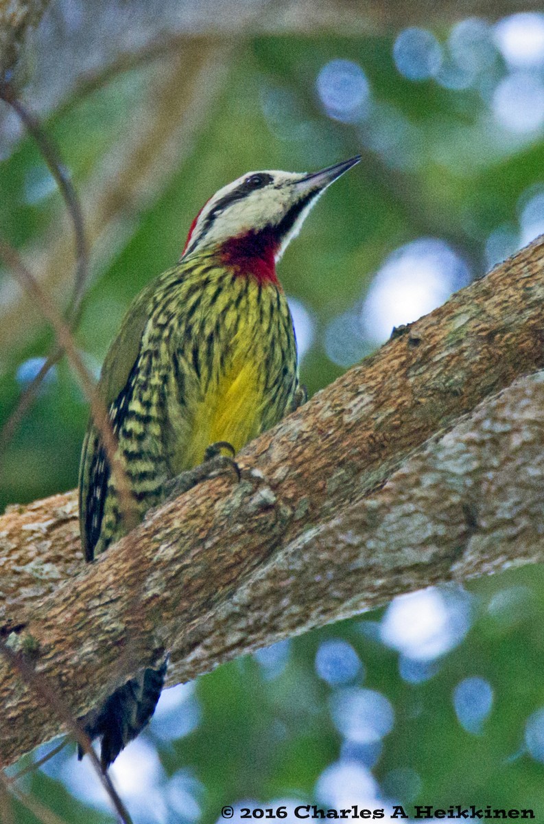 Cuban Green Woodpecker - Chuck Heikkinen